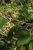 Corylopsis spicata 50/60 C Corylopsis spicata - Hazelnoot 50-60 C
