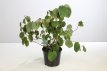 Corylopsis spicata 50/60 C Corylopsis spicata - Hazelnoot 50-60 C