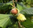 Corylus avel. 'Merveille de Bolwiller' 5 st. 60/90 Corylus avellana 'Merveille de Bolwiller'(= Halle'sche Riesen='Webb's prize Cobb' ) 5 st.  60-90  BW  | Hazelnoot