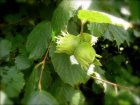 Corylus avellana 'Merveille de Bolwiller'(= Halle'sche Riesen='Webb's prize Cobb' ) 5 st.  60-90  BW  | Hazelnoot