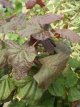 Corylus avellana ‘Red Majestic’® 100/125 C12 Corylus avellana ‘Red Majestic’® - Hazelaar 100-125 C12