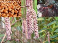 Corylus avellana 'Rode Zellernoot' 10 st. 60-90  BW  | Hazelnoot