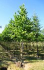 Corylus colurna  6/8  HO  BOOMHAZELAAR