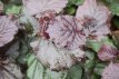 Corylus maxima ‘Purpurea’ 60/80 C Corylus maxima ‘Purpurea’ - Hazelnoot 60-80 C
