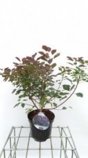 Cotinus cogg. 'Dusky Maiden'® 40/50 C Cotinus coggygera 'Dusky Maiden'® - Pruikenboom  40-50 C