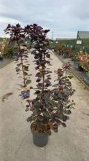 Cotinus cogg. 'Dusky Maiden'® 80/100 C12 Cotinus coggygera 'Dusky Maiden'® - Pruikenboom  80-100 C12