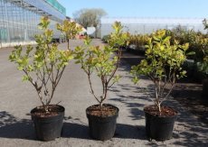 Cotinus cogg. 'Lemon Lady'® - Pruikenboom 40-0 C