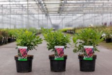 Cotinus coggygria 'Smokey Joe'® - Pruikenboom 25-30 C