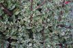 Cotoneaster atropurpurea 'Variegatus' 25/30 C Cotoneaster atropurpurea ‘Variegatus’ (= hor. ‘Variegatus’)-Dwergmispel 25-30 C