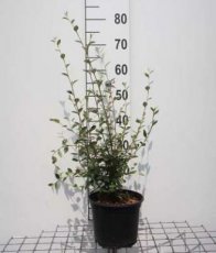 Cotoneaster franchetii 60/80 C Cotoneaster franchetii - Dwergmispel 60-80  C