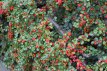 Cotoneaster franchetii 40/60 50 st. Cotoneaster franchetii  40-60  BW  50 stuks |  DWERGMISPEL