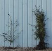 Cotoneaster franchetii 40/60 50 st. Cotoneaster franchetii  40-60  BW  50 stuks |  DWERGMISPEL