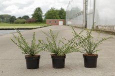 Cotoneaster horizontalis 'Variegatus' 30/40 C4 Cotoneaster horizontalis 'Variegatus' - Dwergmispel  30-40 C4