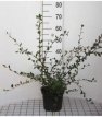 Cotoneaster lacteus 40/60 C Cotoneaster lacteus - Dwergmispel 40-60 C