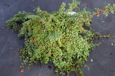 Cotoneaster procumbens ‘Streib’s Findling’ - Dwergmispel 15-20 C