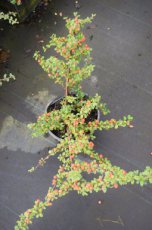 Cotoneaster radicans ‘Eichholz’ - Dwergmispel 15-20 P9
