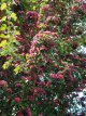 Crataegus media ‘Paul’s Scarlet’ 8/10 HO Crataegus media ‘Paul’s Scarlet’ 8/10 HO MEIDOORN