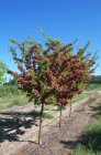 Crataegus media ‘Paul’s Scarlet’ 8/10 HO MEIDOORN