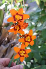 Crocosmia ‘Emily McKenzie’ | Montbretia 60 P9