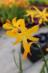 Crocosmia ‘George Davidson’ Crocosmia ‘George Davidson’ | Montbretia 60 P9