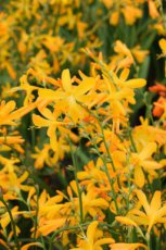 Crocosmia ‘George Davidson’ | Montbretia 60 P9