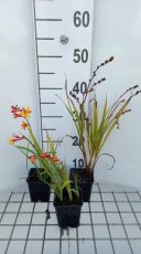 Crocosmia 'Jackanapes' | Montbretia 50 P9