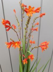 Crocosmia 'Red King' | Montbretia 60 P9