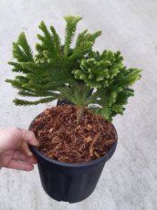 Cryptomeria jap.'Tomahawk' 25/30 C4.5