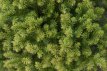 Cryptomeria jap. ‘Vilmorin Gold’ 25/30 C3 Cryptomeria jap. ‘Vilmorin Gold’ | Cèdre du Japon 'Vilmoriana Gold' 20-25 C