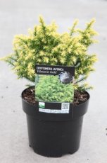 Cryptomeria jap. ‘Vilmorin Gold’ 25/30 C3 Cryptomeria jap. ‘Vilmorin Gold’ | Cèdre du Japon 'Vilmoriana Gold' 20-25 C