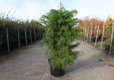 Cryptomeria japonica ‘Elegans Viridis’ 60/80 C Cryptomeria japonica ‘Elegans Viridis’ | Japanse ceder 60-80 C10