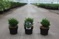 Cryptomeria japonica 'Green Pearl' 20/25 C2