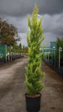 Cupressus macr.‘Goldcrest’ 150/175 C15