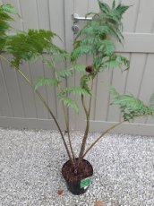 Cyathea australis 60/80 C5 Cyathea australis | Australische boomvaren 60-80 C5