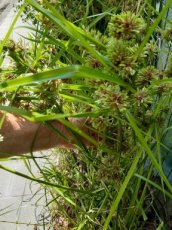 Cyperus glaber | Cypergras 80 P9