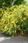 Cytisus scoparius ‘Golden Sunlight’ - geel - Brem 40-60 C