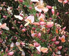 Cytisus praecox ‘Zeelandia’ - roze - Brem 40-60 C8