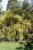 Cytisus praecox ‘Allgold’ 40/60 C Cytisus praecox ‘Allgold’ - geel - Brem 40-60 C