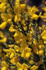 Cytisus praecox ‘Allgold’ - geel - Brem 40-60 C
