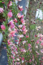 Cytisus praecox 'Hollandia’ - roze wit - Brem 40-60 C3