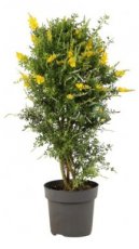 Cytisus racemosus | Brem 50-60 C4