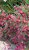 Cytisus (S) ‘Boskoop Ruby 40/60 C3 Cytisus scoparius ‘Boskoop Ruby’ - rood - Brem 40-60 C3