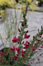 Cytisus scoparius ‘Boskoop Ruby’ - rood - Brem 60-80 C8