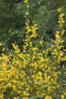 Cytisus scoparius ‘Vanesse’ - geel-Brem 40-60  C
