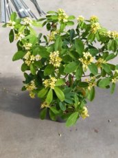 Daphne gemmata 'Royal Crown' - Peperboompje  20-25 C2