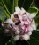 Daphne odora ‘Aureomarginata’ 20/25 C Daphne odora ‘Aureomarginata’ - Peperboompje 20-25 C