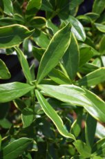 Daphne odora ‘Aureomarginata’ - Peperboompje 20-25 C