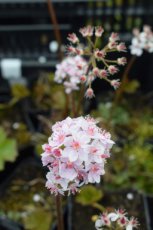 Darmera peltata(=Peltiphyllum pelt.) | Schildblad 100 P9