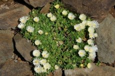 Delosperma congestum ‘Album' | Middagbloem-Ijsbloem 5 P9