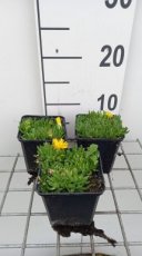 Delosperma congestum | Middagbloem-Ijsbloem 5 P9